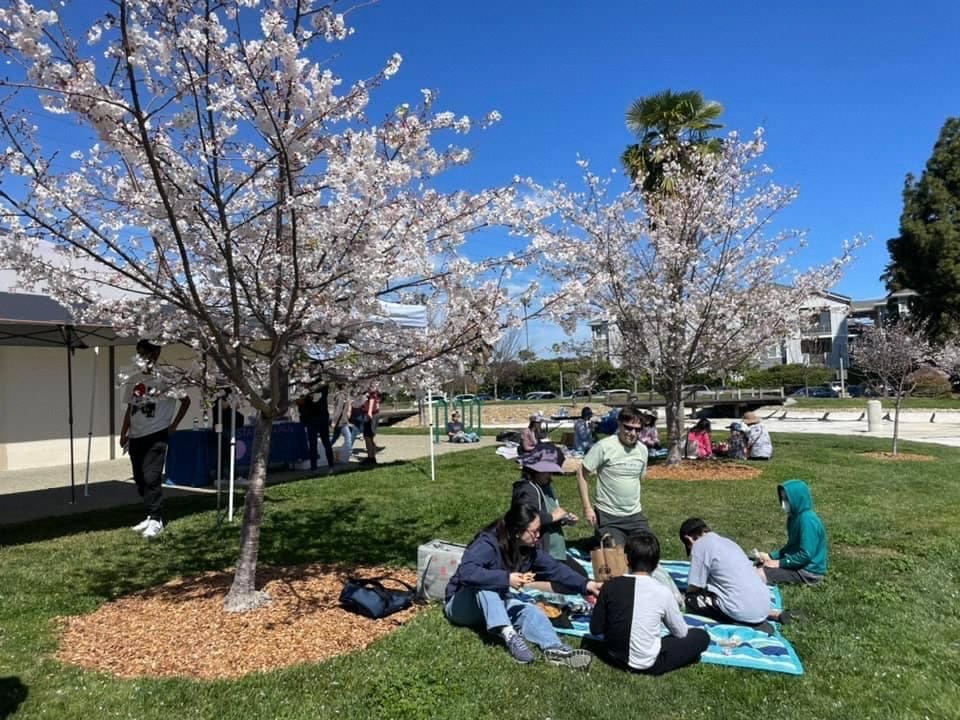 桜まつりの会場でお花見をしている様子