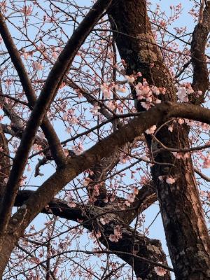 二分咲きの桜の花