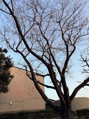 二分咲きの桜の木全体