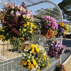 ハンギングバスケットの写真。金網に引っ掛けられている。