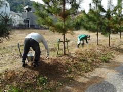 並木の保護のために樹勢回復補修作業を行っている様子の写真