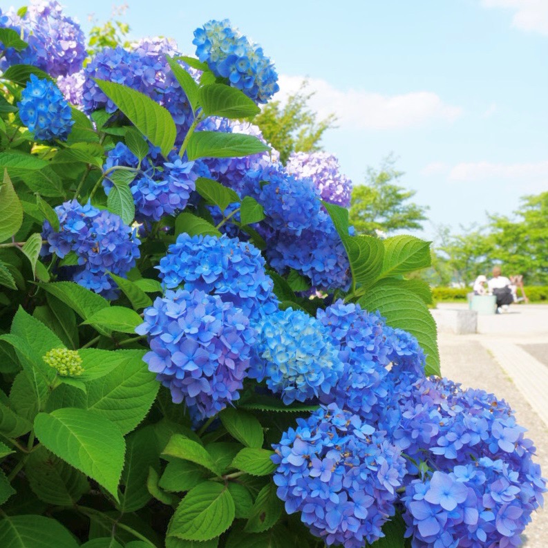 東三河ふるさと公園の紫陽花