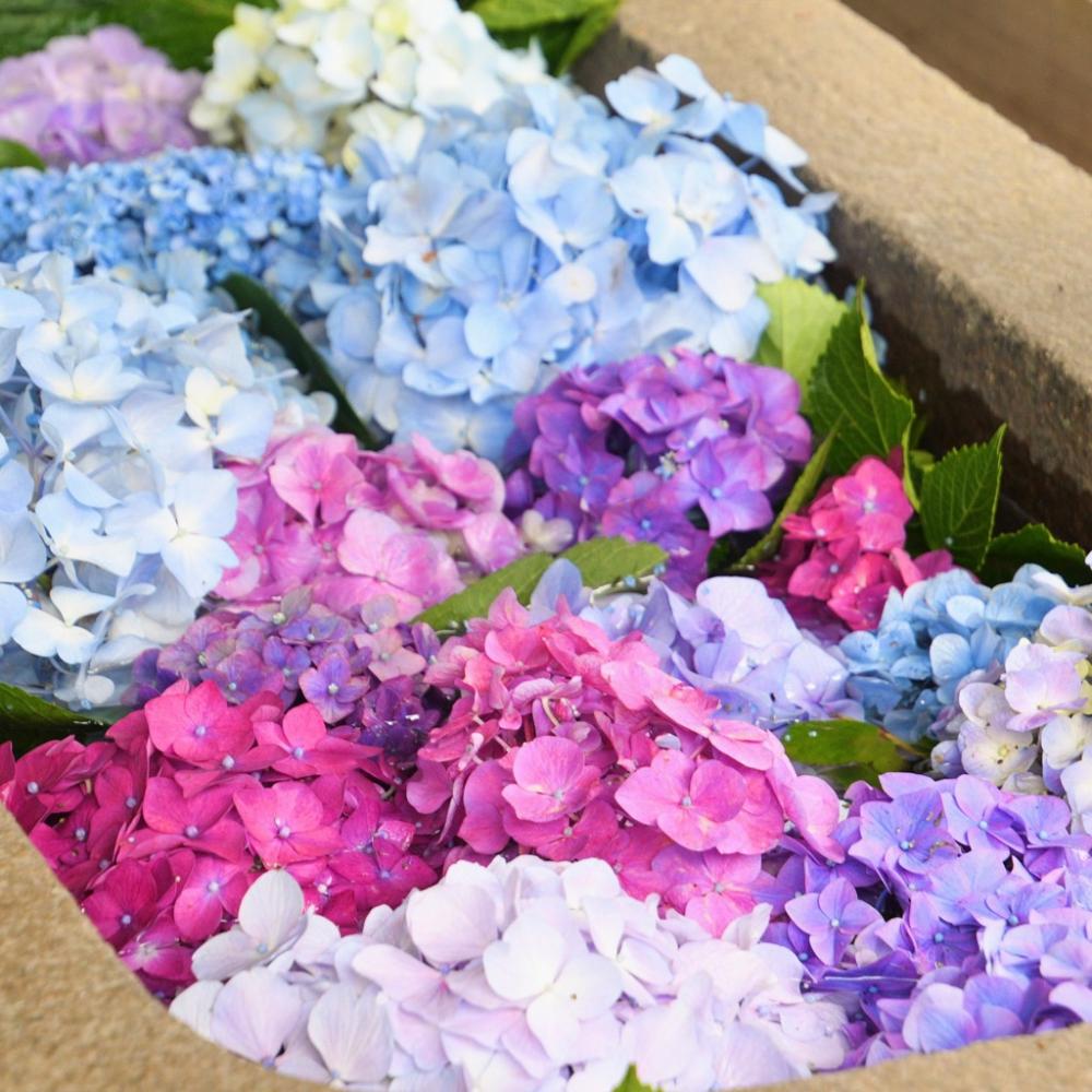 為当稲荷神社の紫陽花の花手水