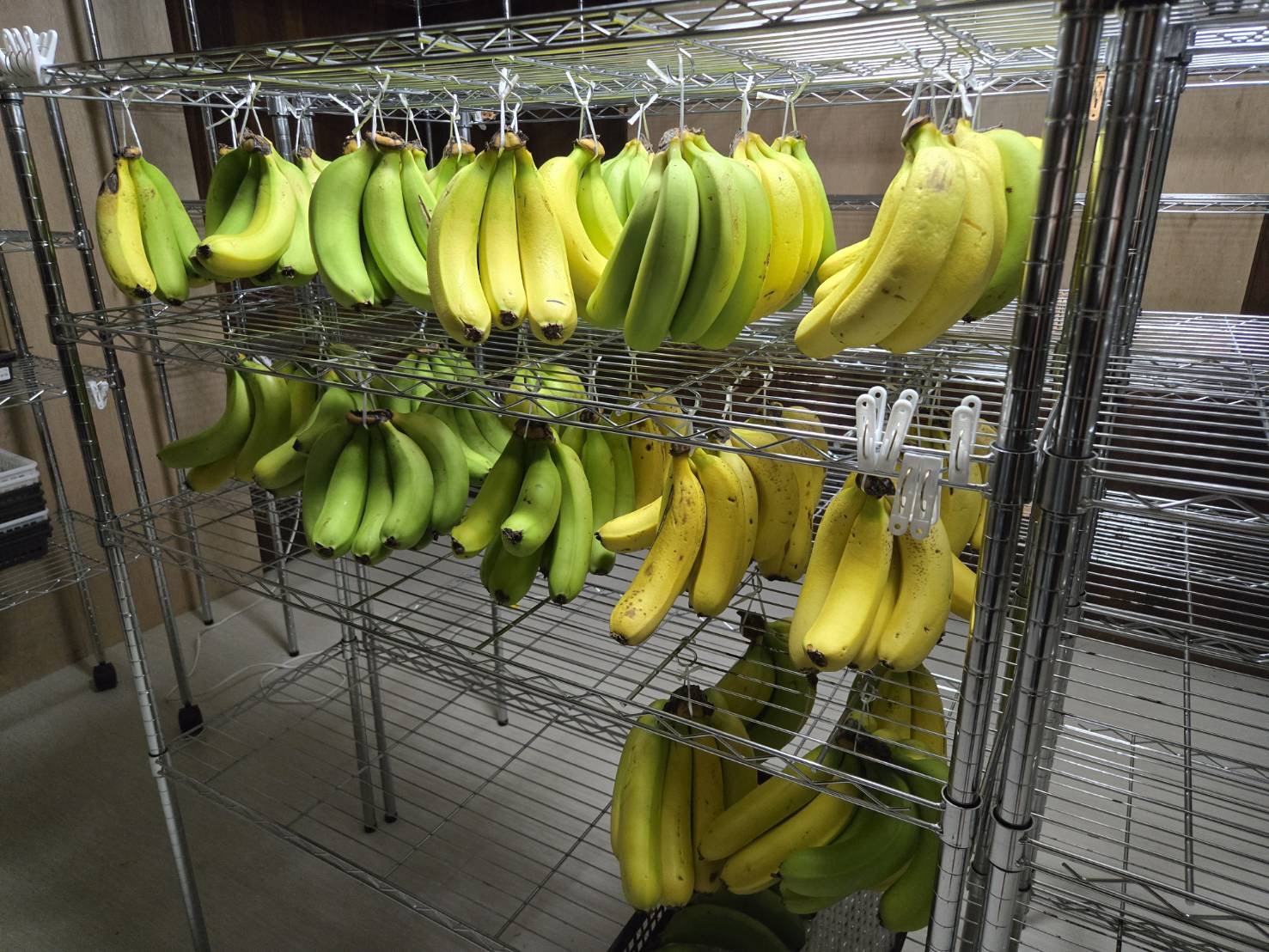 bananahosi