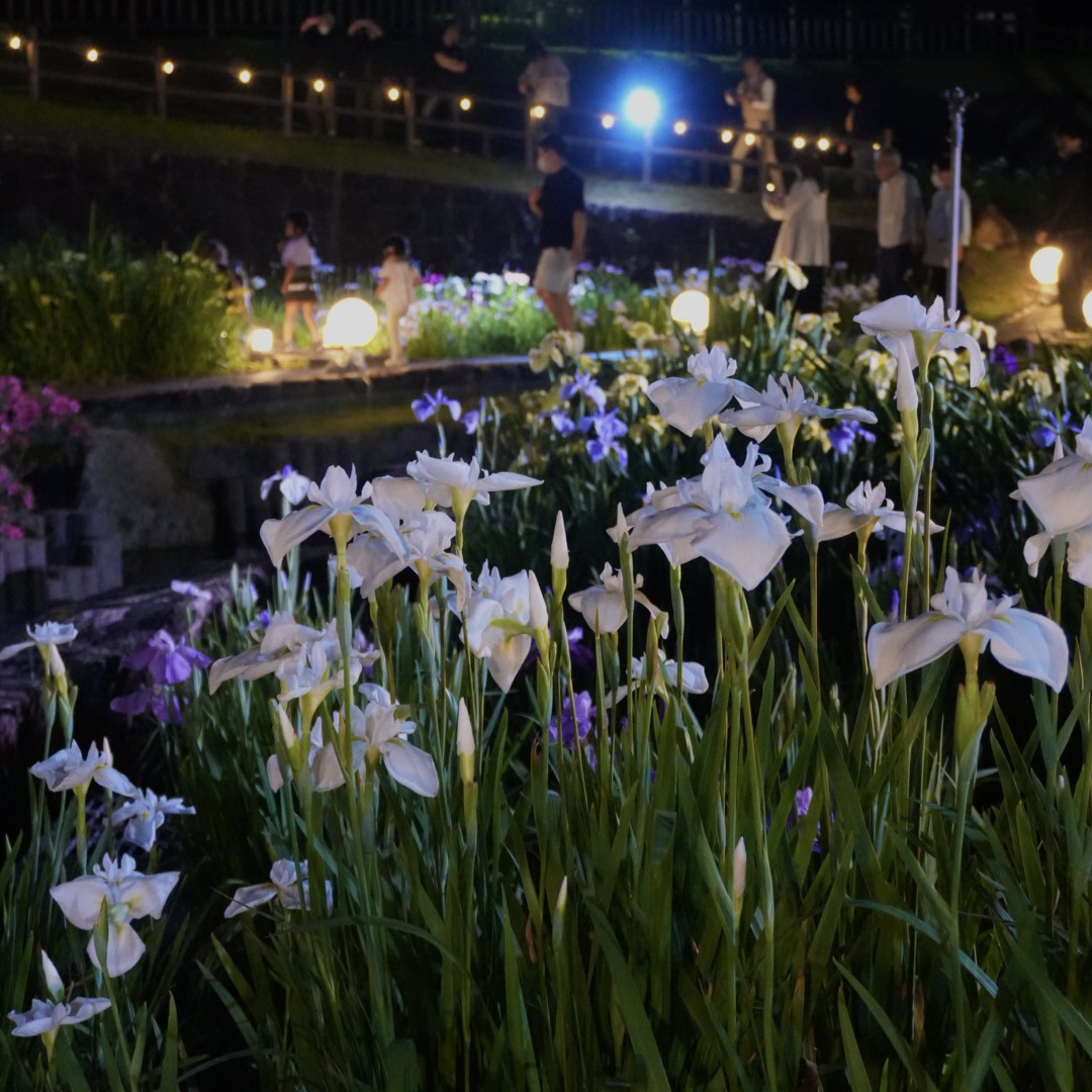 赤塚山公園の花しょうぶ