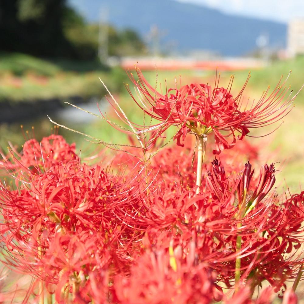 佐奈川の彼岸花