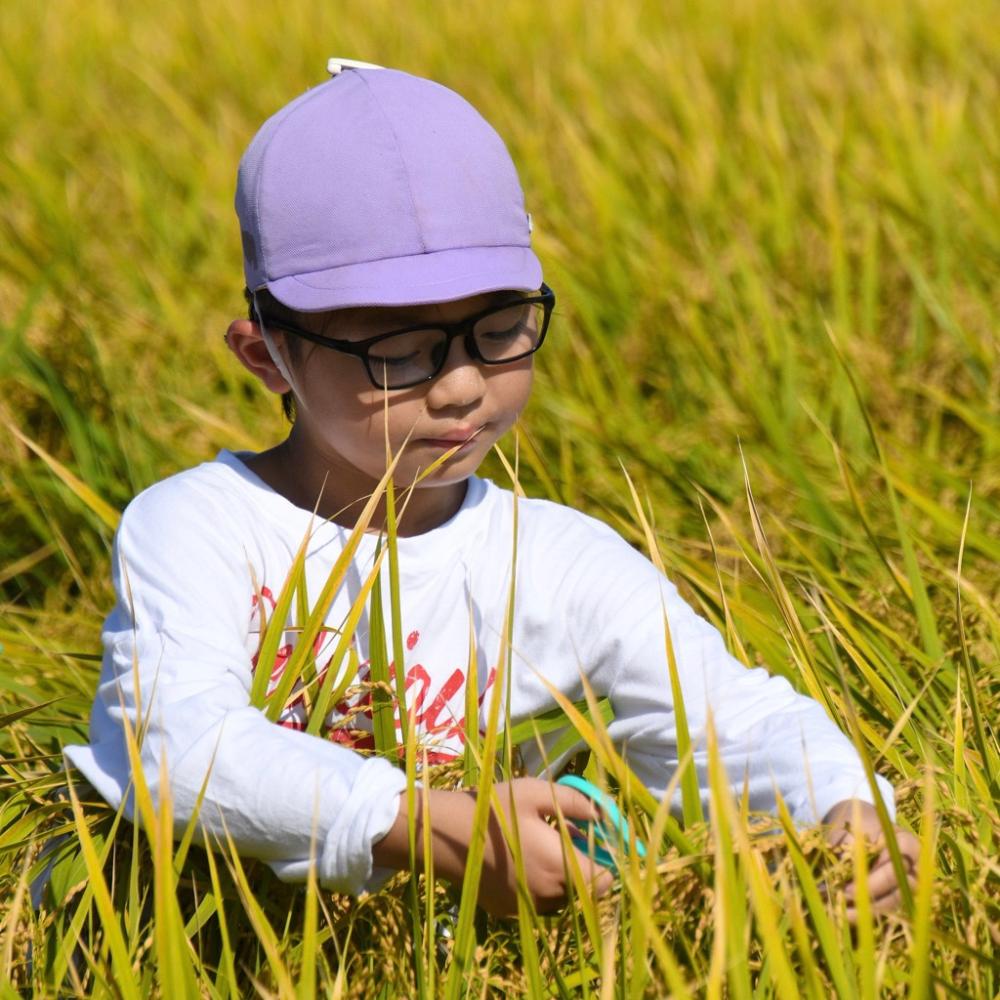 保育園児の稲刈り体験