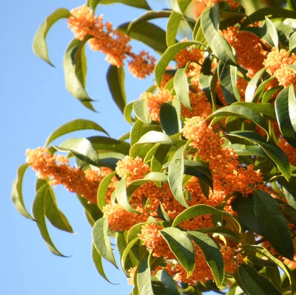 市役所駐車場の金木犀