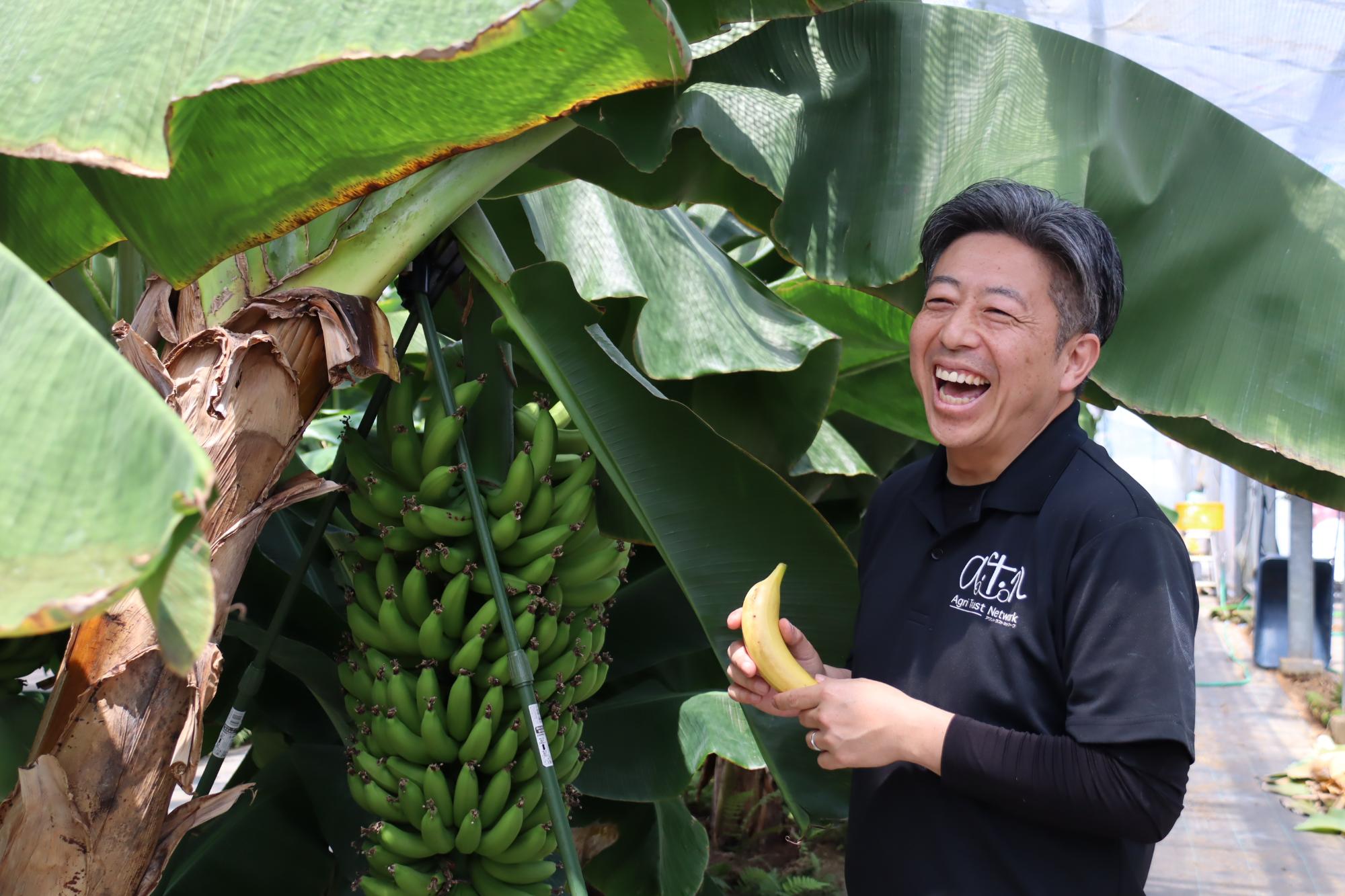 bananatop