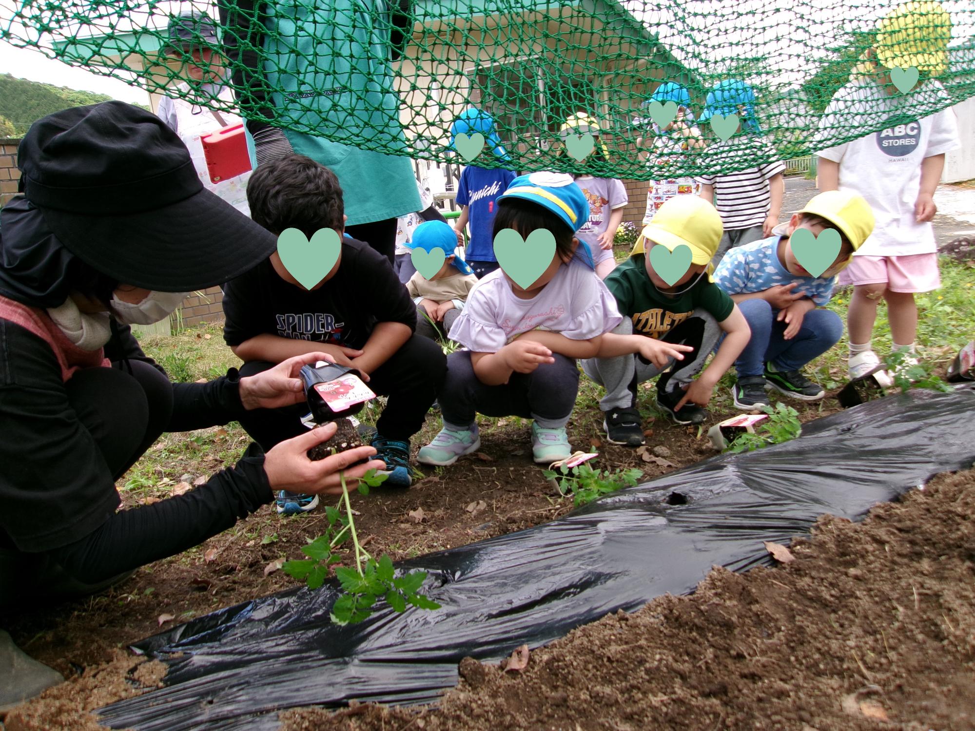 苗の植え方を教えてもらっている写真