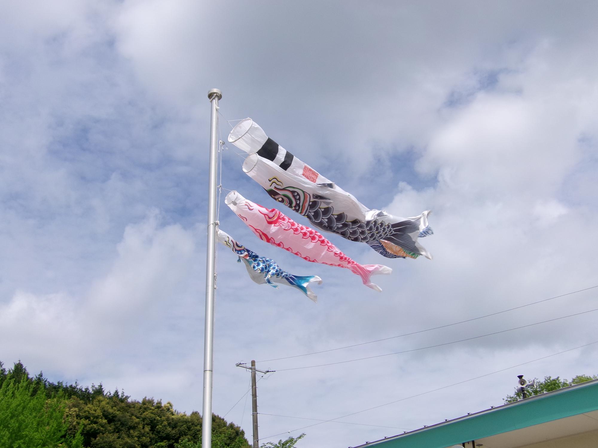 こいのぼりの写真