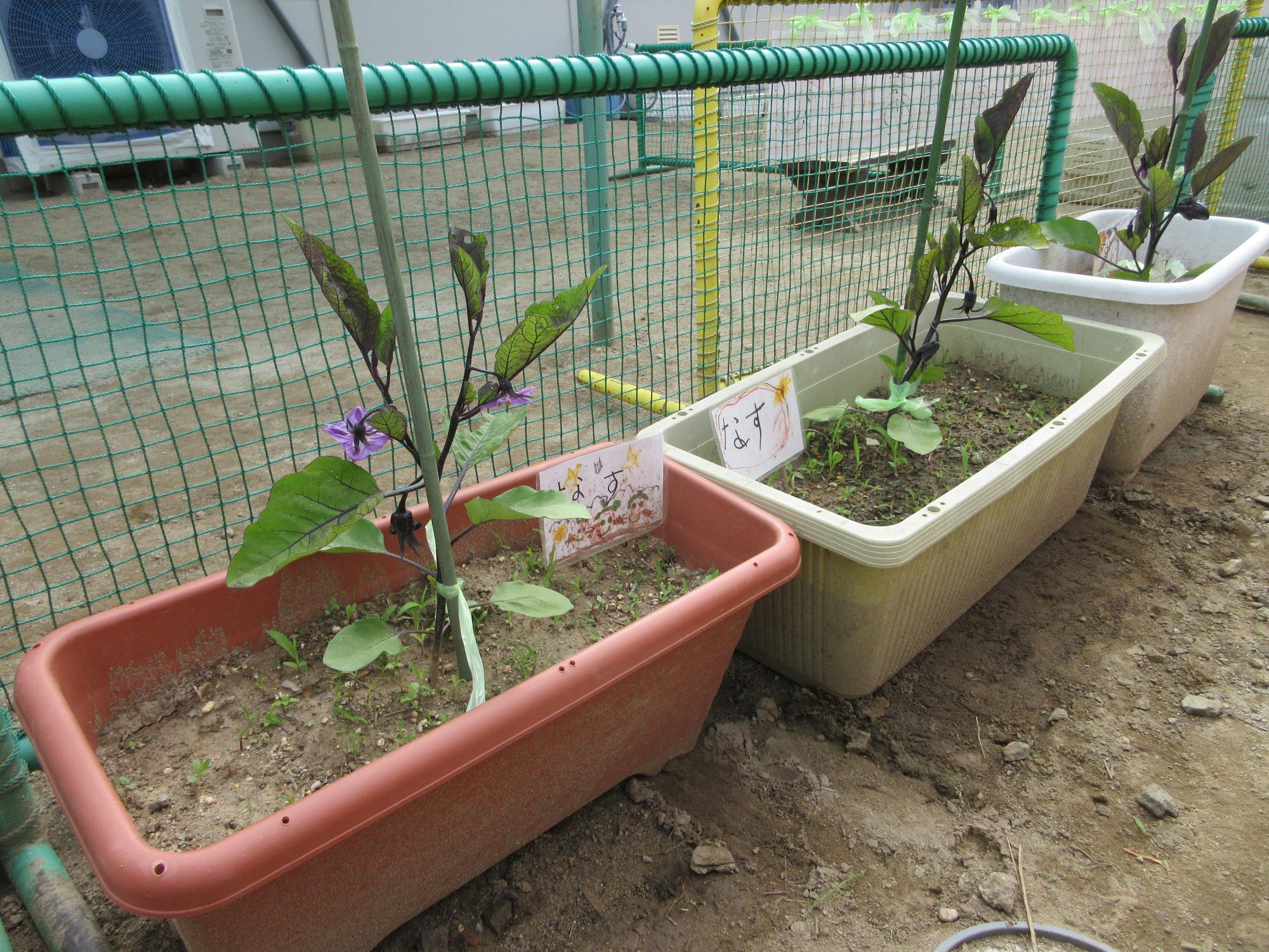 夏野菜2