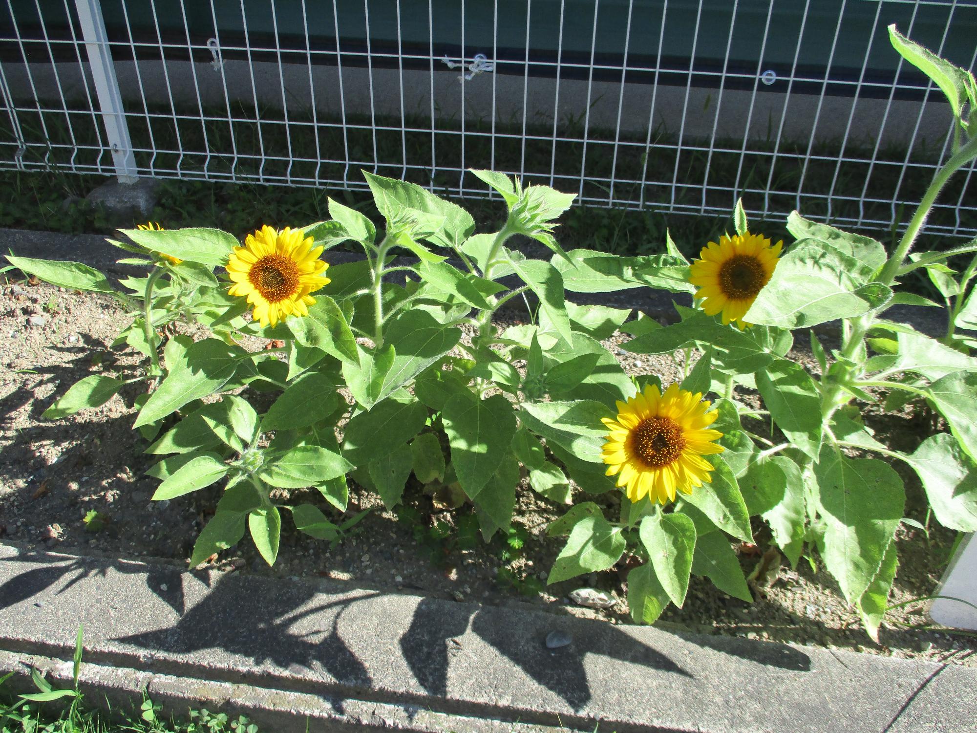 花壇に咲くヒマワリです