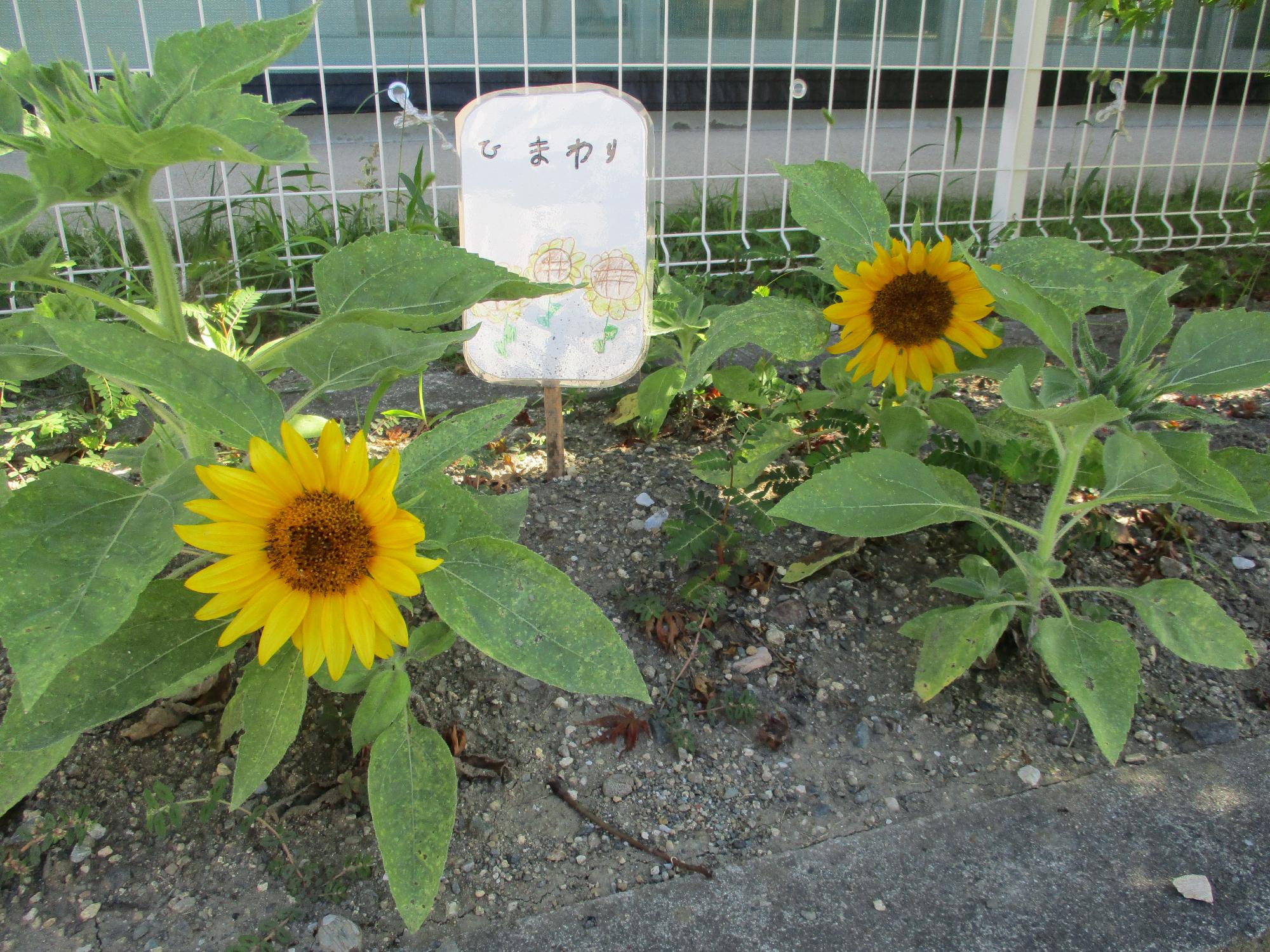 花壇に咲くヒマワリと看板です。