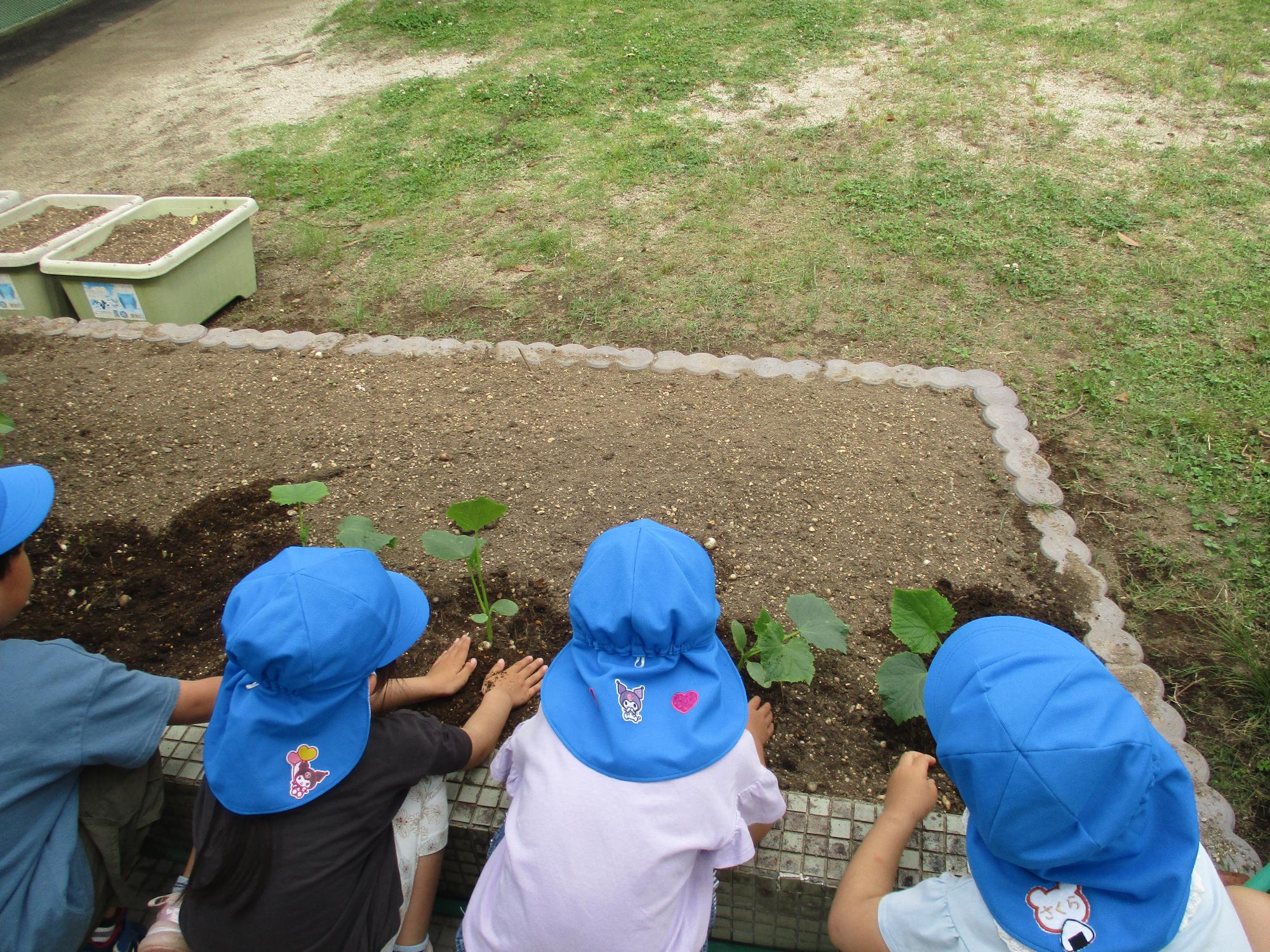 野菜を植えている青い帽子の子どもたち
