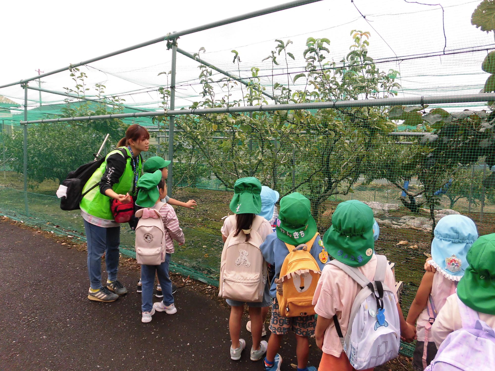 キュウイ畑を見に行きました