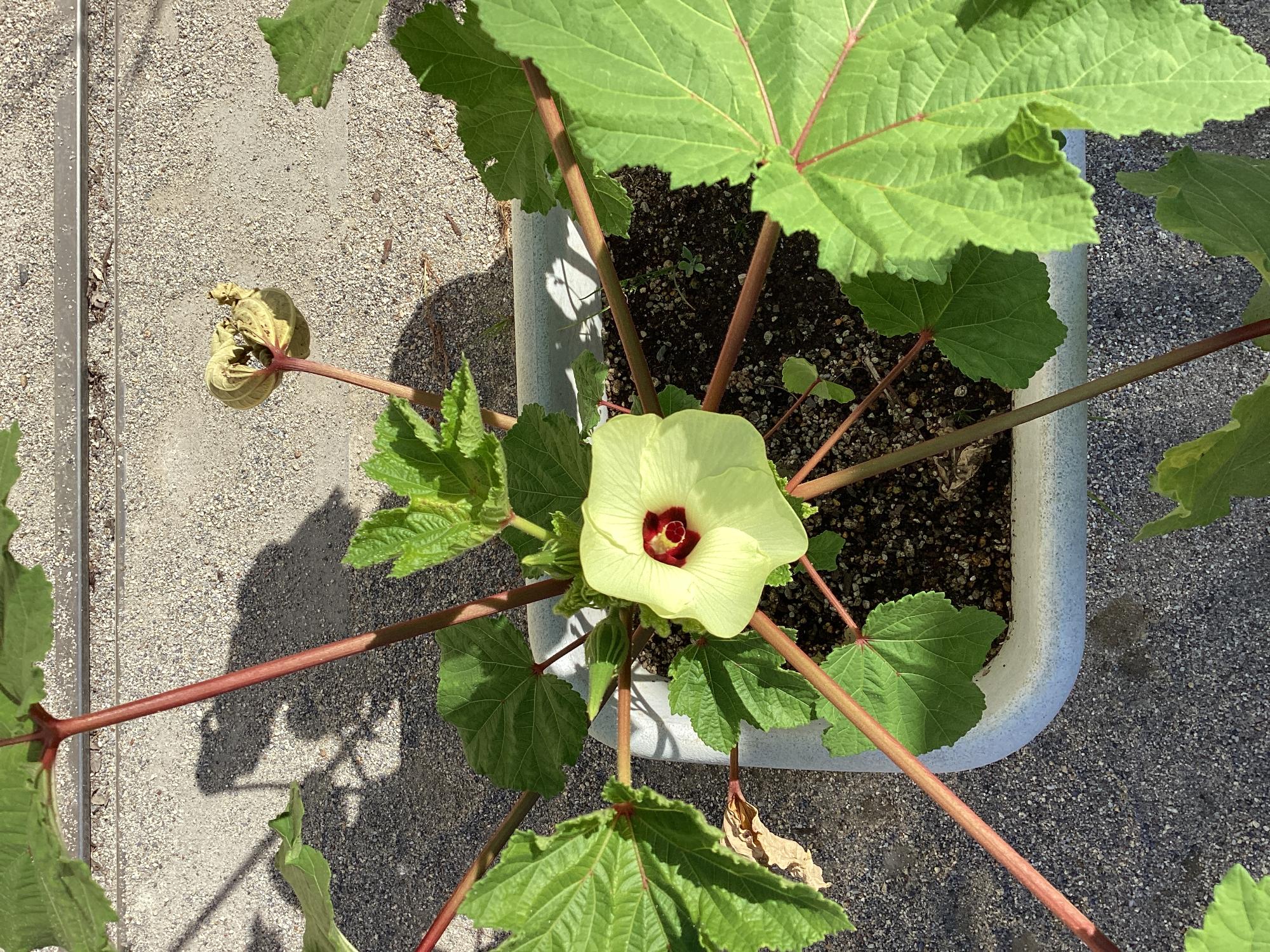 オクラの花
