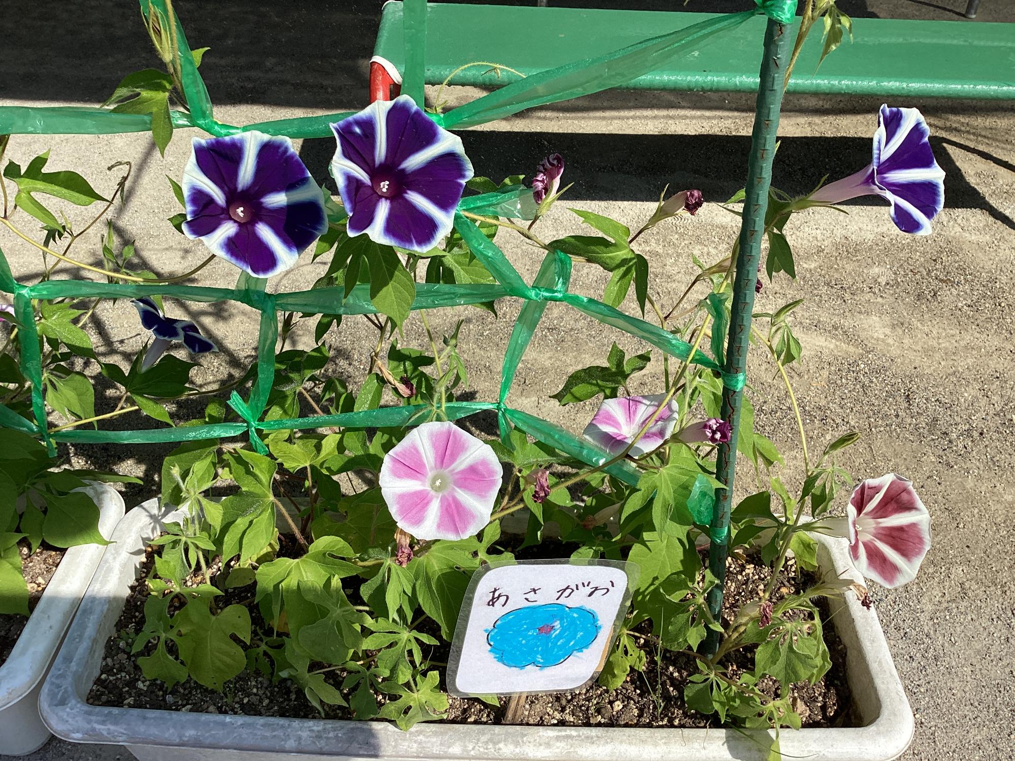 朝顔の花が咲きました