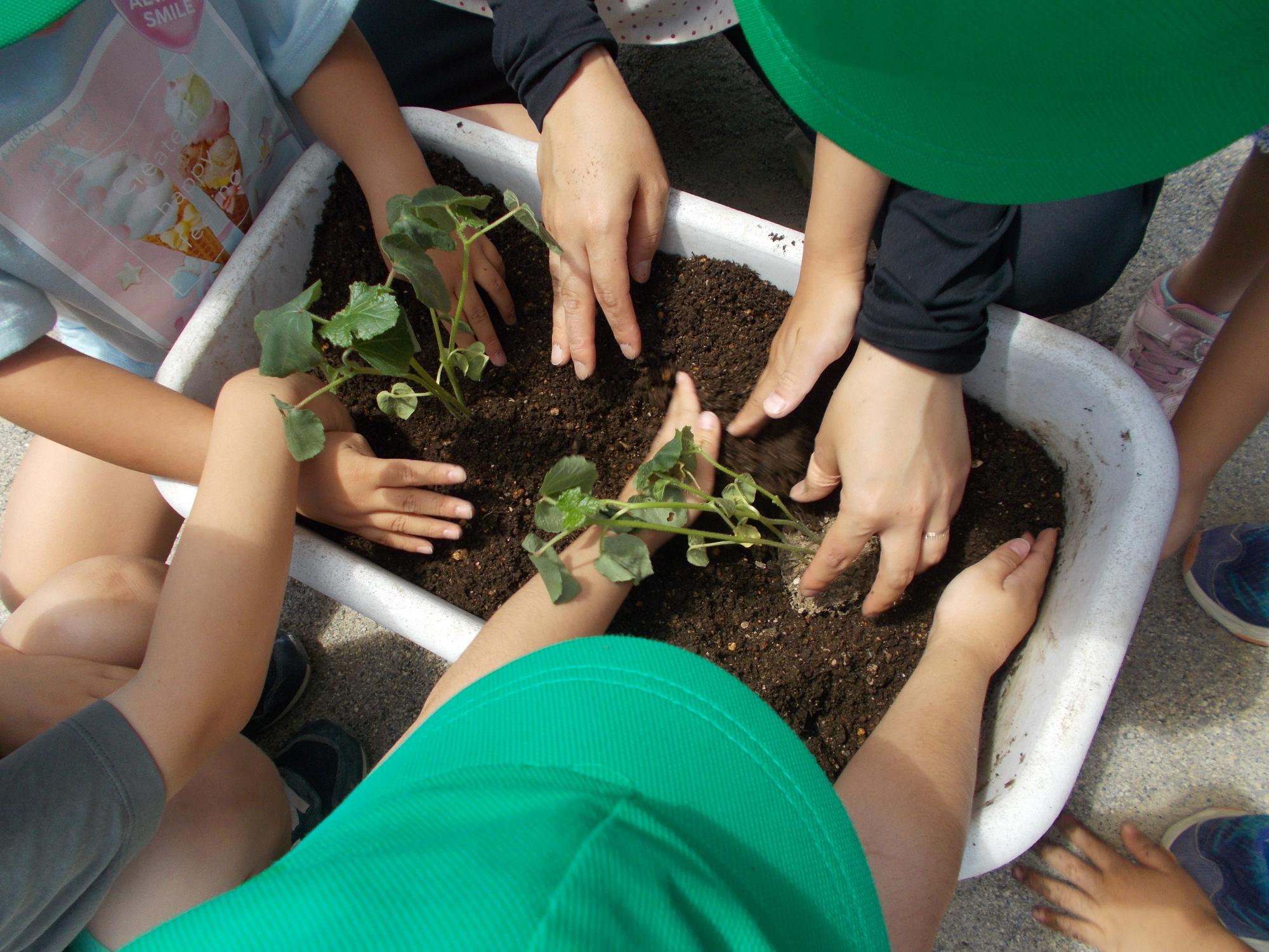 子どもたちがオクラの苗を植えているところ