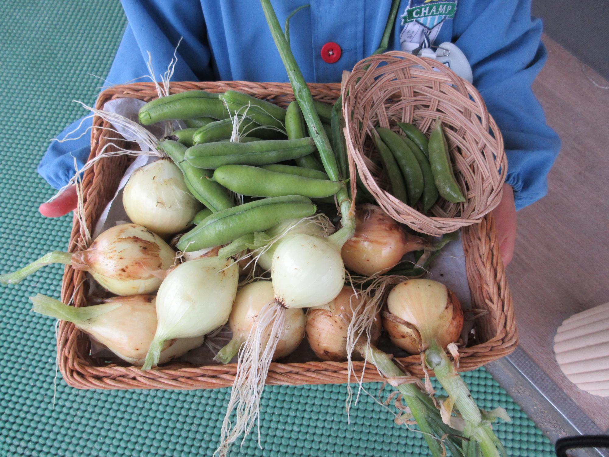 沢山の野菜が採れたよ！