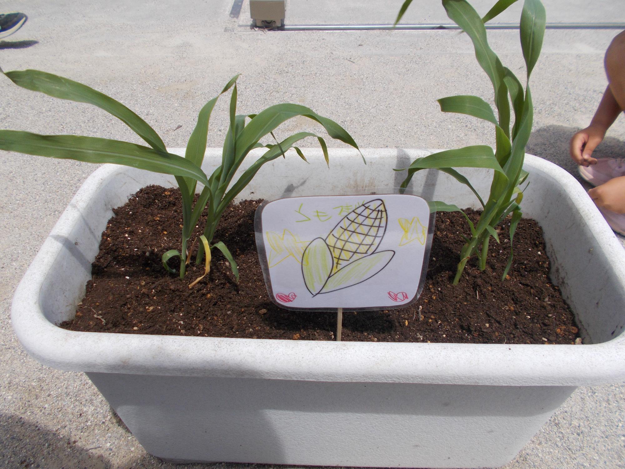 子どもたちが植えたとうもろこしの苗