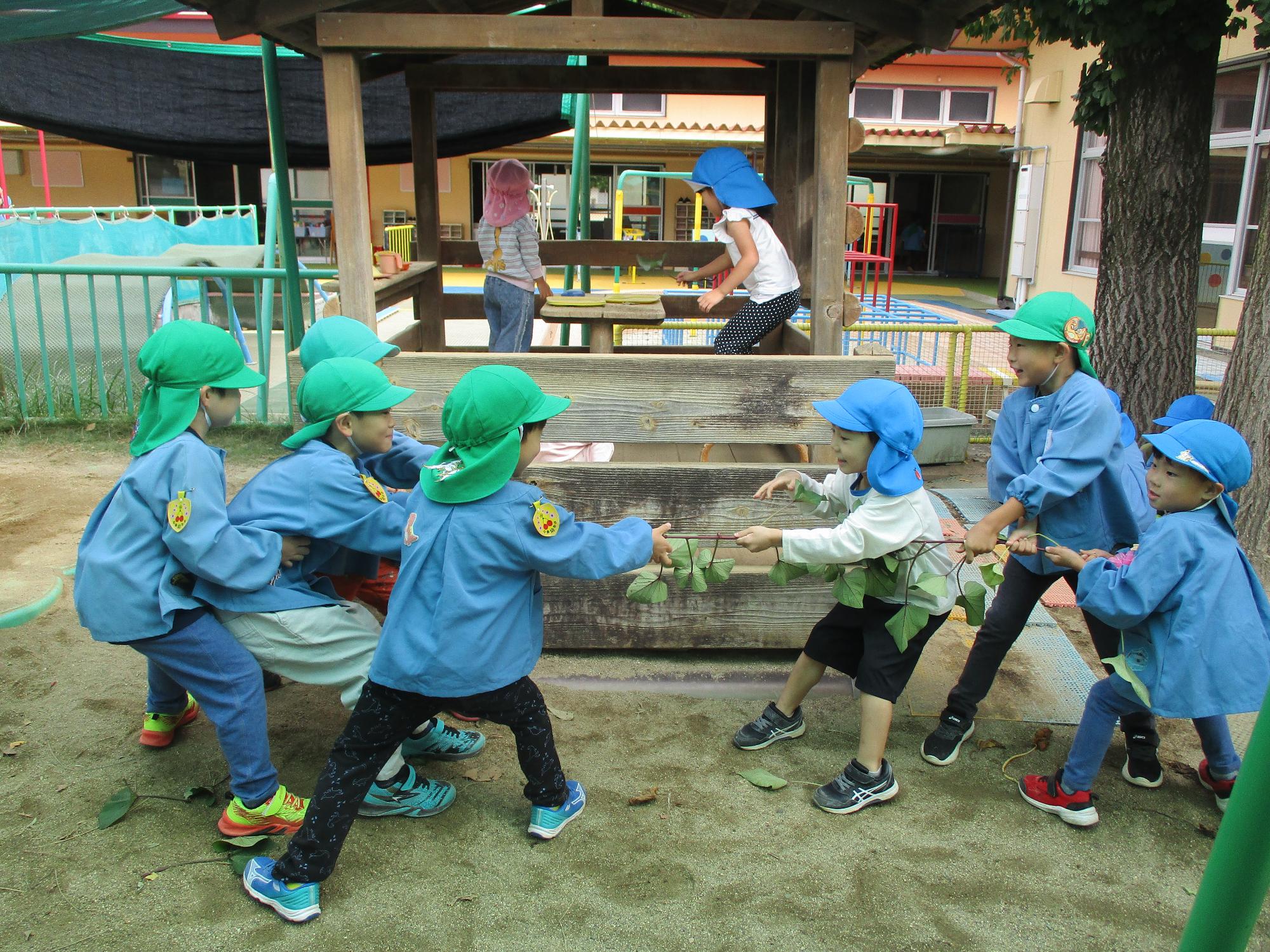 芋のつるで綱引きをしています