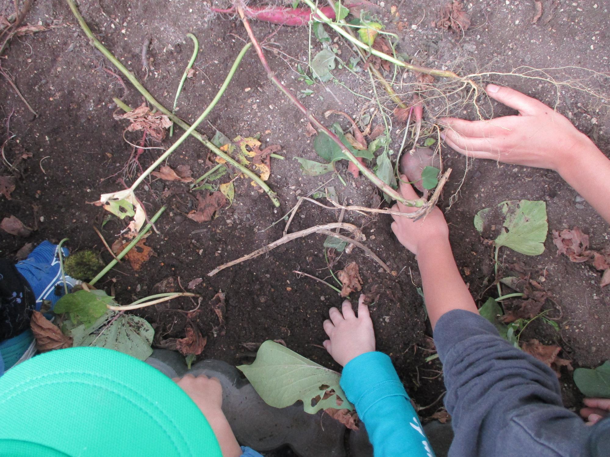 芋を掘っています