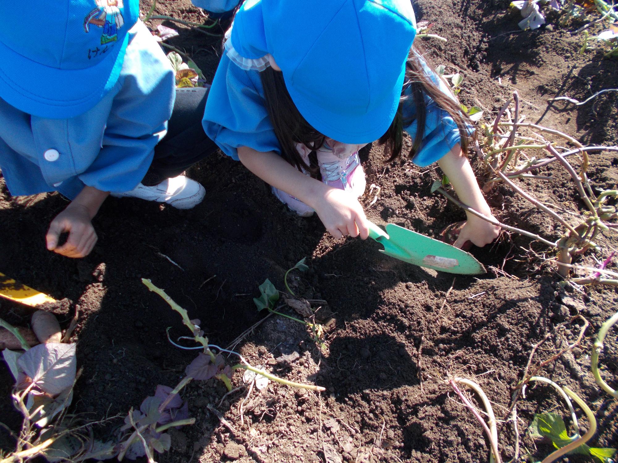 畑でさつまいも掘りをするあお組の子どもたち