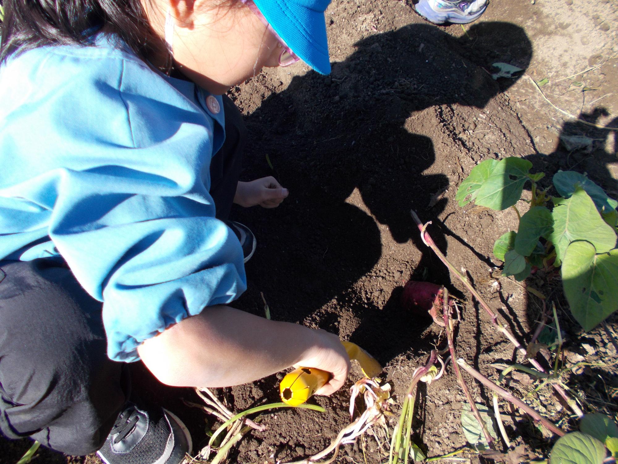 地面から出てきたサツマイモ