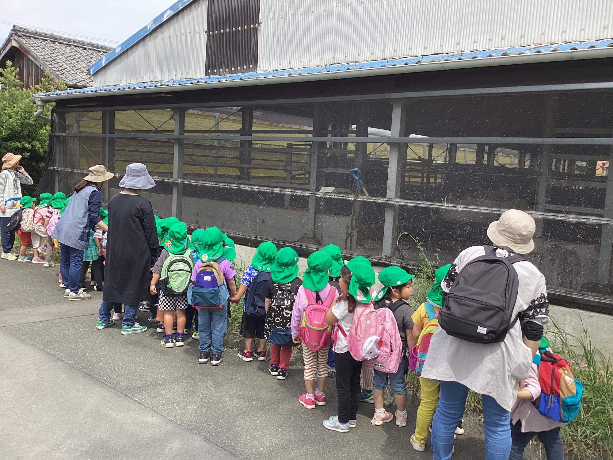 牛小屋の牛を見る子どもたち