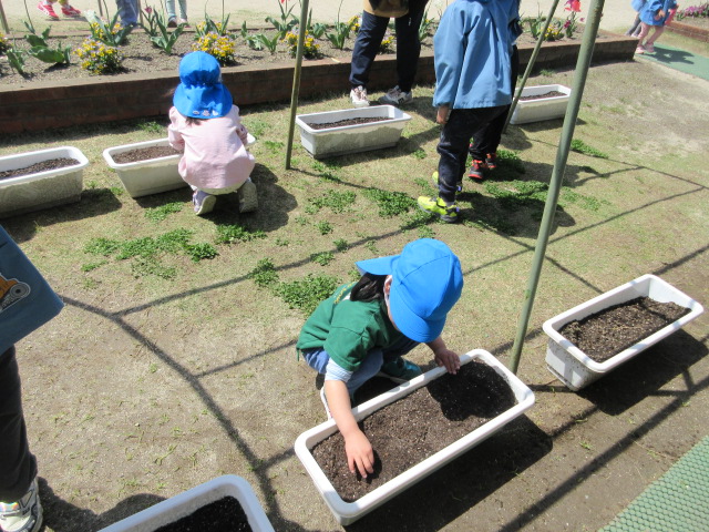 朝顔を植えている写真