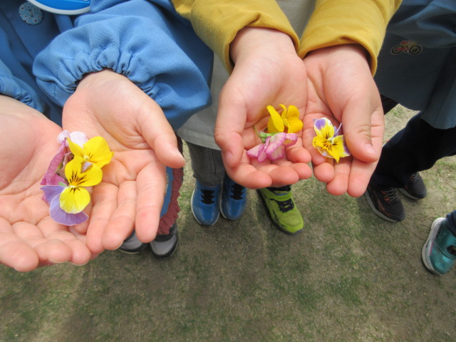 押し花の写真