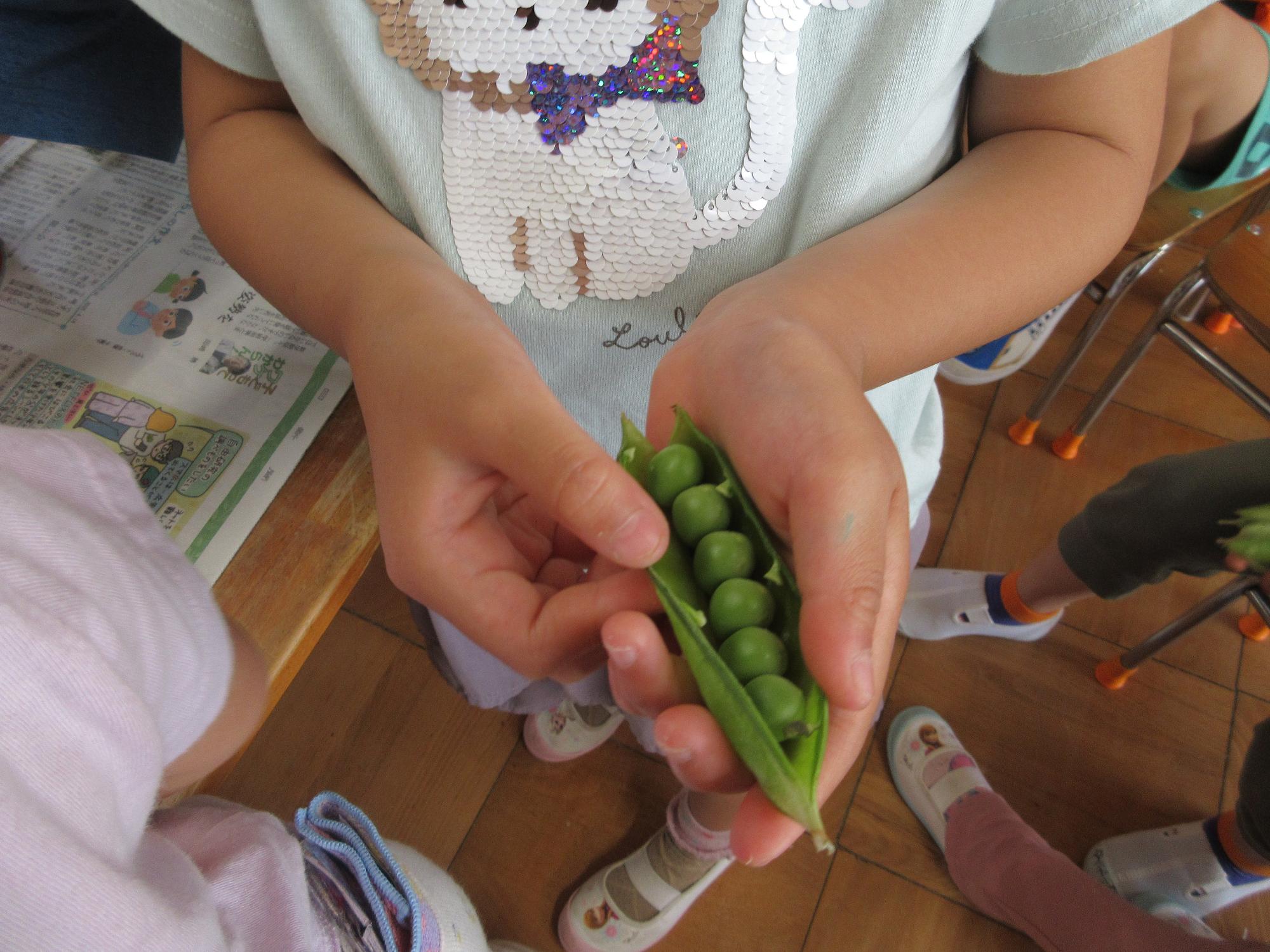 えんどう豆の写真