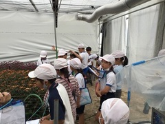 ビニールハウス内で栽培されているスプレーマムを見学する児童たちの写真