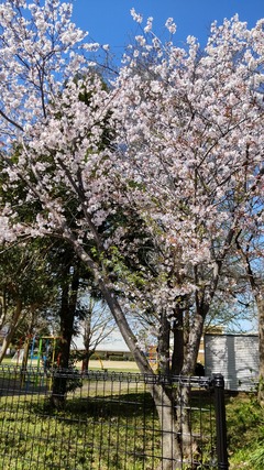 黒いフェンスのそばに植えてある開花した桜の木の写真