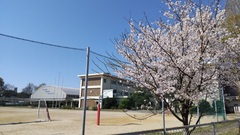 奥に校舎が見える校庭に設置された高いネットのそばに植えてある開花した桜の木の写真