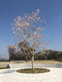 センター広場の桜