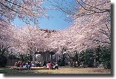 御津山の桜